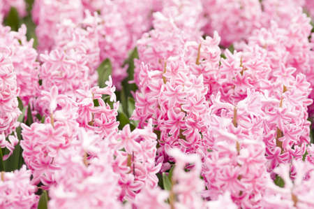Detail of colorful flower arrangement