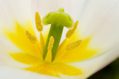 Detail of colorful tulip flower arrangementの写真素材