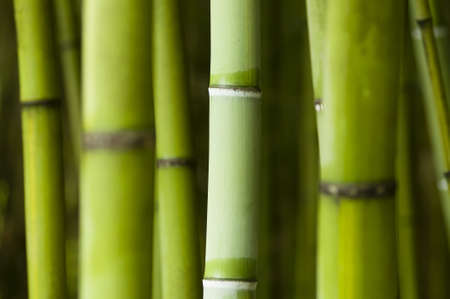bamboo forest closeup of green trunksの写真素材