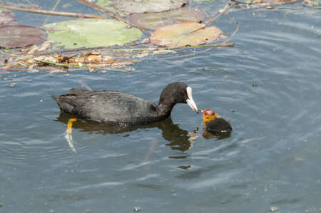 Adult coot feeding its chickの写真素材