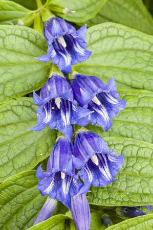 Blue flowers with white stripes and green leavesの写真素材
