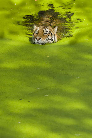 Tiger swimming in a pond covered with green plantsの写真素材