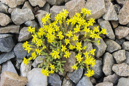 Yellow flowers growing among rocks and pebbles