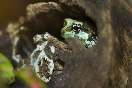 Tropical frog hiding inside a tree trunkの写真素材