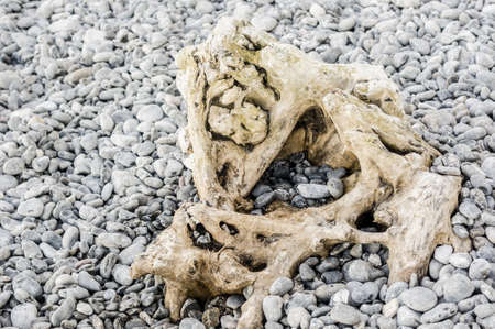 Driftwood on rocky beachの写真素材