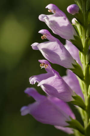 Spike of pink flowers in full bloomの写真素材