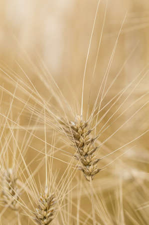 Spikes of macaroni wheat, Triticum aestivum durumの写真素材