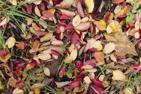 Fallen leaves on the grass in Autumn