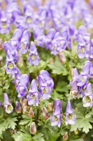 Aconitum, Monkshood flowers,Aconitum napiforme