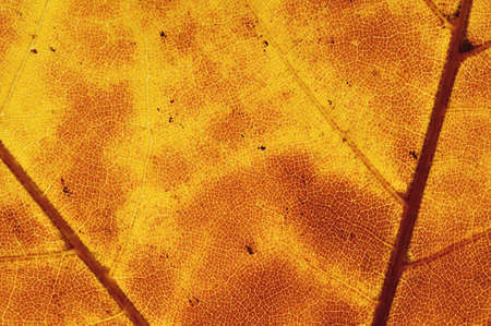 Poplar leaf in Autumn macro detail of veins