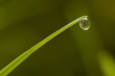 Dew drop on the tip of a blade of grass