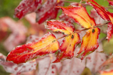 Red and yellow Autumnal leaves