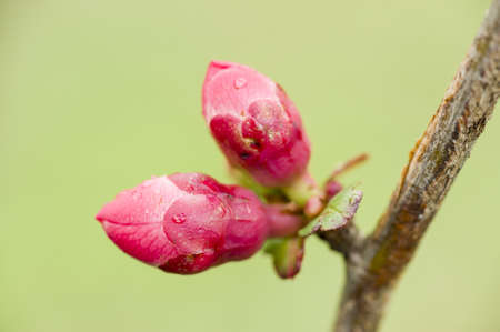 Pink buds of flowers in Springの写真素材