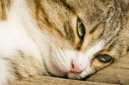 Closeup of a scat face with green eyesの写真素材