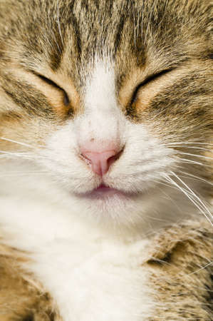 Closeup of a sleeping cat with closed eyes