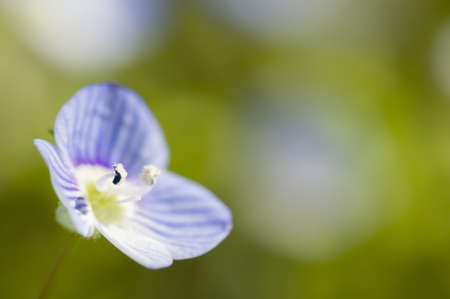 Blue flower of Veronica plant in Springの写真素材