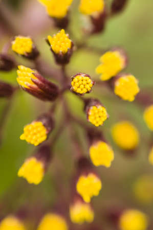 Small yellow flower buds ready to bloomの写真素材