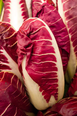 Italian chicory, radicchio salad, Cychorium intybus, leaf vegetableの写真素材