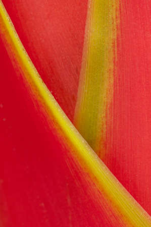 Heliconia red and yellow flower detailの写真素材