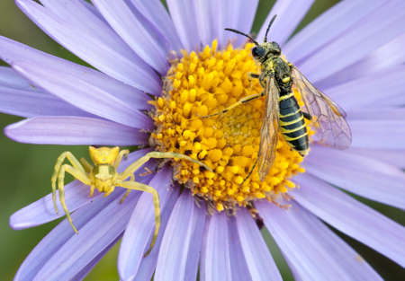 Crab spider and wasp on purple and yellow anemone flowerの写真素材