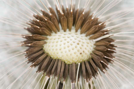Dandelion pappus seeds detail 