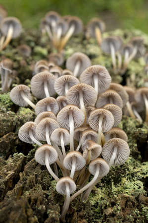 Mushroom families growing on tree barkの写真素材