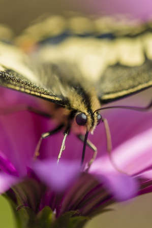 Swallowtail butterfly sucking nectar from purple daisy flowers