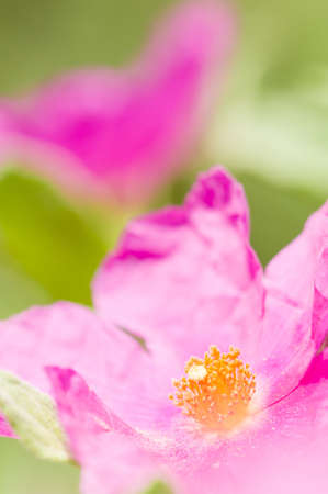 Pink Rock-rose flowers under the sunの写真素材