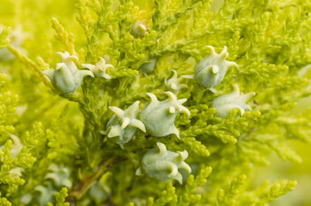 Green Fruit cones of Thuja coniferous treeの写真素材