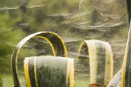 Spider webs among leaves of Agave plantの写真素材