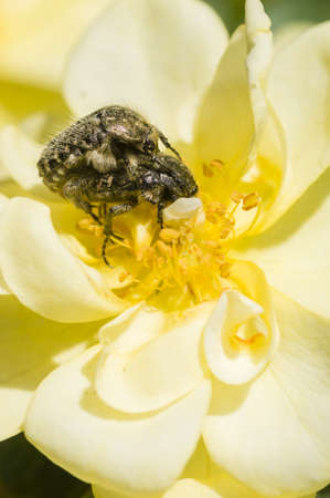 Mating coleopteron insects on yellow roseの写真素材