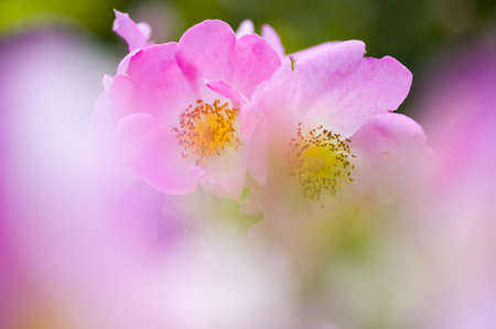 Ornamental pink rose in blurred foregroundの写真素材