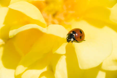 ladybug, ladybird, on yellow ornamental rose, Adalia septempunctata