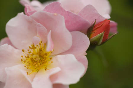 Close up of ornamental roses in full bloomの写真素材