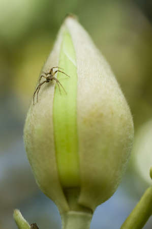 Spider on Magnolia grandiflora, southern magnolia or bull bay flower budの写真素材