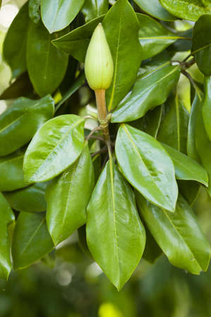 Magnolia grandiflora, commonly known as the southern magnolia or bull bay, is a tree of the family Magnoliaceaeの写真素材