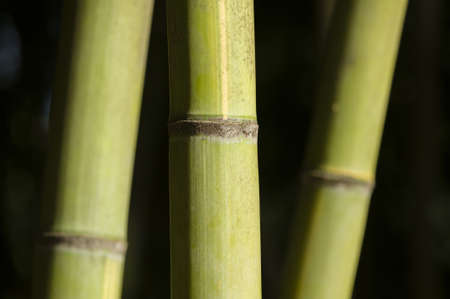 Close up of green giant bamboo stemsの写真素材