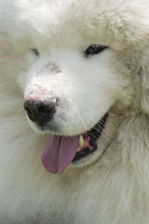 Samoyed dog closeup, large, long-haired white dog from Siberia