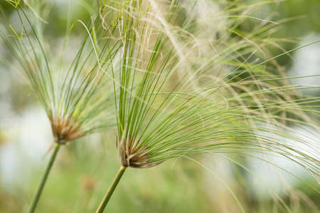 Cyperus papyrus, papyrus sedge, paper reed, Indian matting plant, Nile grass, aquatic flowering plant belonging to the sedge family Cyperaceaeの写真素材