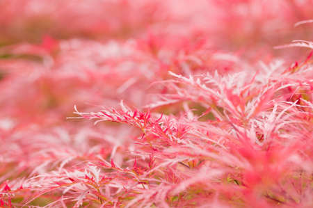 Close up of red japanese maple treeの写真素材