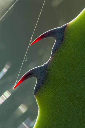 Thorns of Agave succulent plant in backlight with spiderweb threadsの写真素材