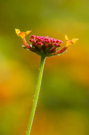 Detail of red Lantana flower buds ready to bloomの写真素材