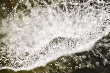 Dew drops on spiderweb in back lightの写真素材