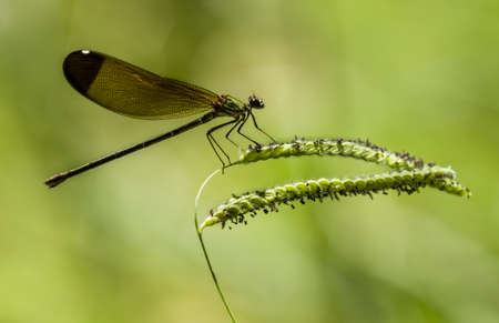 Female damselfly, Calopterix, perched on a stick under the sunの写真素材