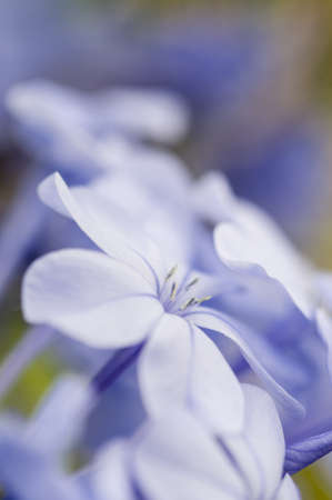 Flower bud of Plumbago auriculata in backlightの写真素材