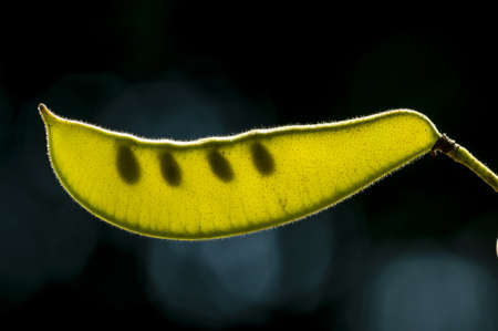 Seed pod in backlight of Mimosa plantの写真素材