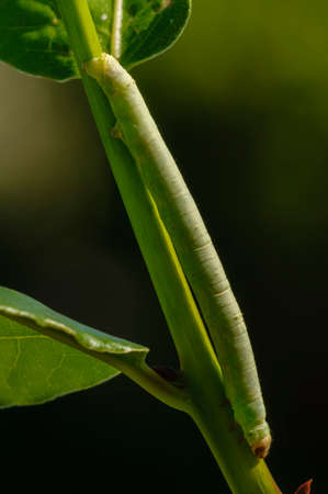 Green Geometridae caterpillar on plant stick