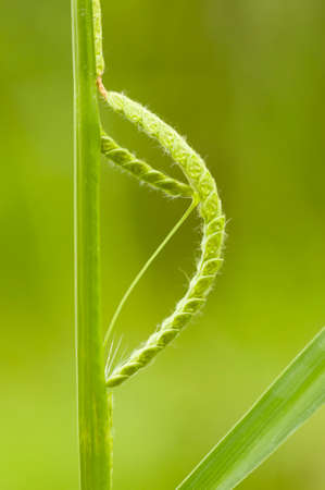 Green seed spike resambling caterpillar on a blade of grass