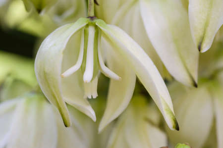 Detail of inside of the Yucca plant flowerの写真素材