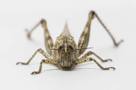 Isolated short-horned grasshopper, locust, on white backgroundの写真素材